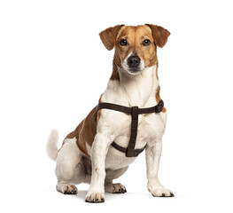 Jack russell terrier sitting and wearing a brown harness