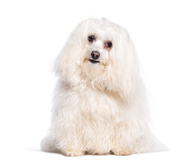 Adorable white maltese dog sitting and looking curious