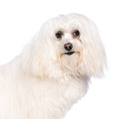 Maltese dog standing and looking curious on white background
