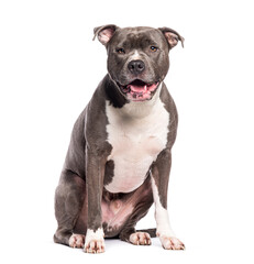 Blue american staff panting, isolated on white