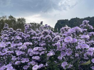 Obraz premium A large field of purple chrysanthemums, with trees in the background and clouds overhead. 