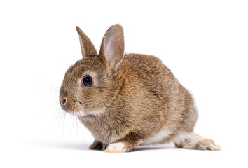 Cute eight week old brown baby European rabbit sitting and looking to the side