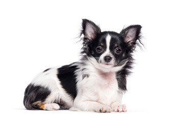 Obraz premium Bicolor black and white young Chihuahua lying down, and looking at camera, isolated on white