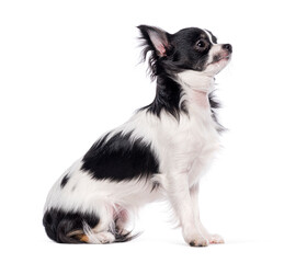 Side view of a Bicolor black and white young Chihuahua sitting and looking up, isolated on white