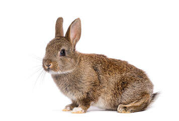 Side view of a Cute eight week old brown baby European rabbit sitting and looking away, isolated on...