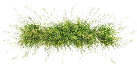 Top view of flowery grass bushes in a grassy meadow on a transparent background