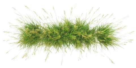 Top view of flowery grass bushes in a grassy meadow on a transparent background