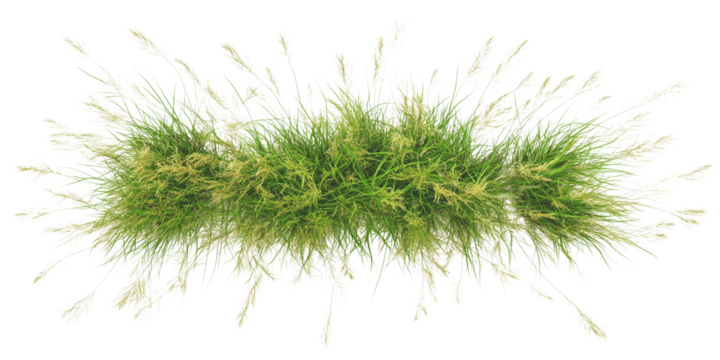 Top view of flowery grass bushes in a grassy meadow on a transparent background