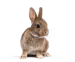 Cute eight week old brown baby European rabbit sitting and looking to the side, isolated on white