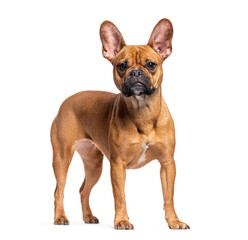French bulldog standing and looking at camera, isolated on white