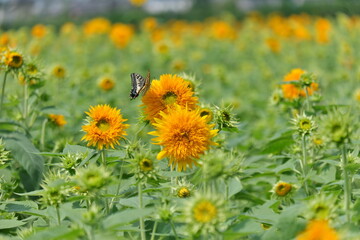 ひまわりと蝶、筑西市、茨城県　sunflowers, Chikusei City, Ibaraki Prefecture