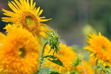 ひまわり、筑西市、茨城県　sunflowers, Chikusei City, Ibaraki Prefecture