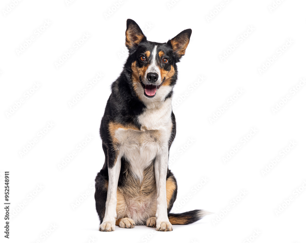 Fototapete Border Collie sitting and panting with its tongue out mouth open, isolated on white