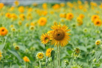 ひまわり、筑西市、茨城県　sunflowers, Chikusei City, Ibaraki Prefecture