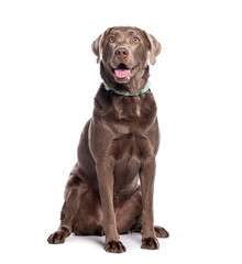 Chocolate labrador retriever dog wearing a collar  sitting and looking up panting with mouth open