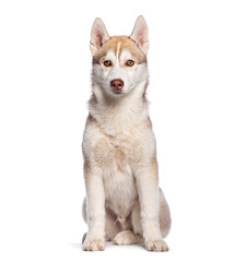 Young siberian husky puppy sitting and looking forward at camera on white background © Eric Isselée