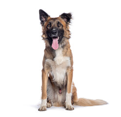 Malinois Collie, Mix border collie and a Malinois, isolated on white