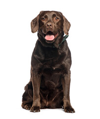 Chocolate labrador retriever with tongue out sitting and looking at camera on white background