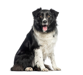 Border Collie dog sitting looking happy and playful, isolated on white