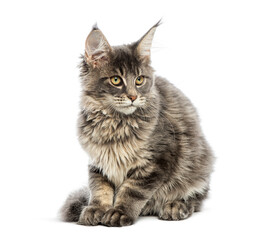 four months old Kitten Maine Coon, sitting looking sad, isolated on white