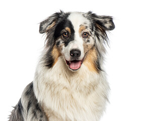 Head shot of a australian shepherd panting and looking at the camera, isolated on white