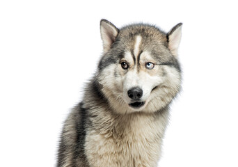 Close up of an expressive siberian husky with heterochromia tilting its head and looking curious isolated on white