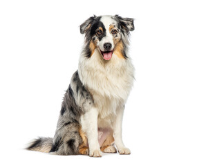 Sitting australian shepherd panting and looking at the camera, isolated on white
