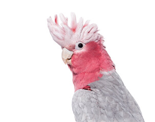 Head shot, Side view of Roseate Cockatoo, or Galah, with its crest spread, isolated on white © Eric Isselée