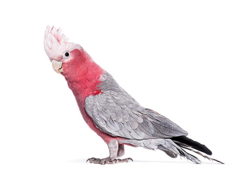 Side view of Galah bird or Roseate Cockatoo with its crest spread, isolated on white