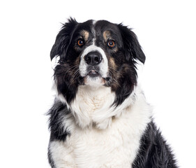 Border collie dog sitting and looking forward on white background