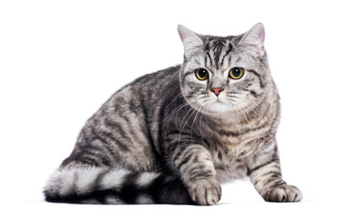 Adult silver tabby British shorthair cat lying down and looking away, isolated on white