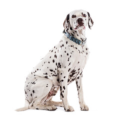 Side view of a Dalmatian dog with brown spots wearing a blue collar sitting on a white background