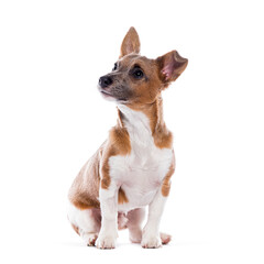 Jack russell terrier looking up