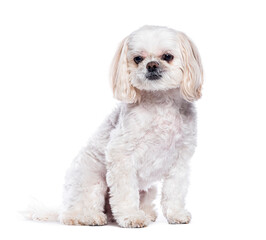 Small white Shih tzu dog sitting, isolated on white