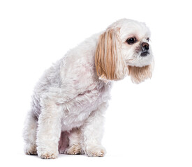 Small white Shih tzu dog sitting and looking up with curiosity on a white background