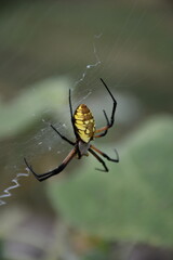 Yellow Garden Spider