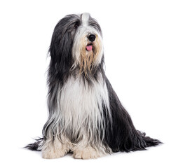 Bearded collie dog sitting and looking up with its tongue out on a white background