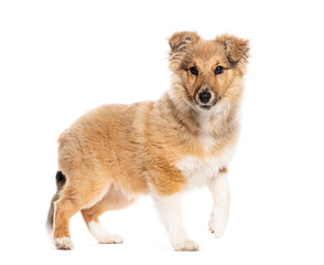 Four months old puppy Shetland Sheepdog  walking and looking xith curiosity, isolated on white