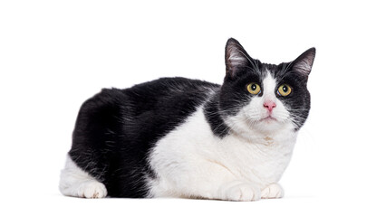 Black and white cat lying down and looking up from the camera on a white background