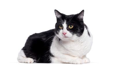 Black and white cat lying down and looking away from the camera on a white background