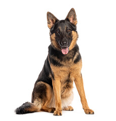 Adult German shepherd dog sitting and panting, looking at the camera, isolated on white