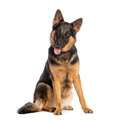 German shepherd dog sitting and panting, looking at the camera head tilted, isolated on white