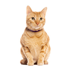 Attentive ginger  Tabby european Cat wearing a purple collar sitting and looking up, isolated on white