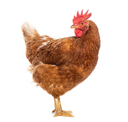 Red egg-laying hen standing in profile, turning its head back to look over its shoulder