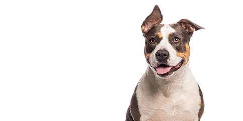 Head shot of a Happy american staffordshire bull terrier dog smiling, panting, with one ear up on white background
