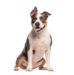 American staffordshire terrier sitting on a white background, Panting its tongue out and lokking...