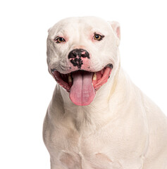Head shot of a Dogo argentino, isolated on white