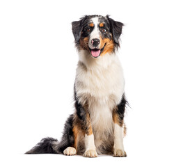 Sitting australian shepherd panting and looking at the camera, isolated on white
