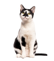 Black and white cat sitting on a white background looking up with curiosity