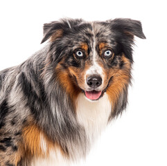 Head shot of a blue merle australian shepherd panting and looking curious at the camera, isolated on white